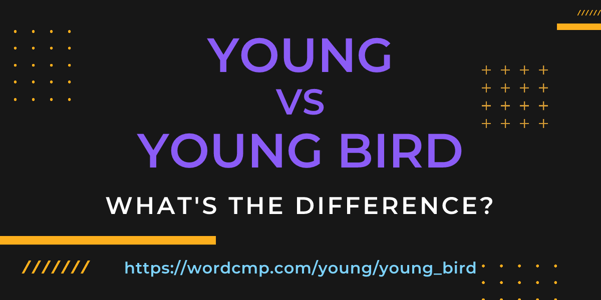 Difference between young and young bird