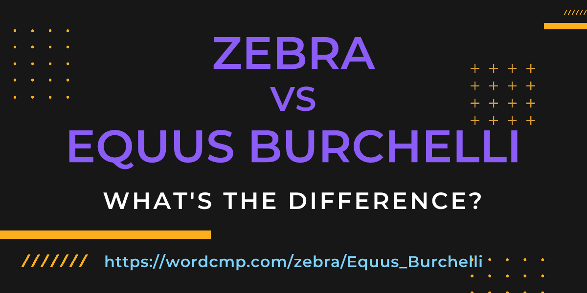 Difference between zebra and Equus Burchelli