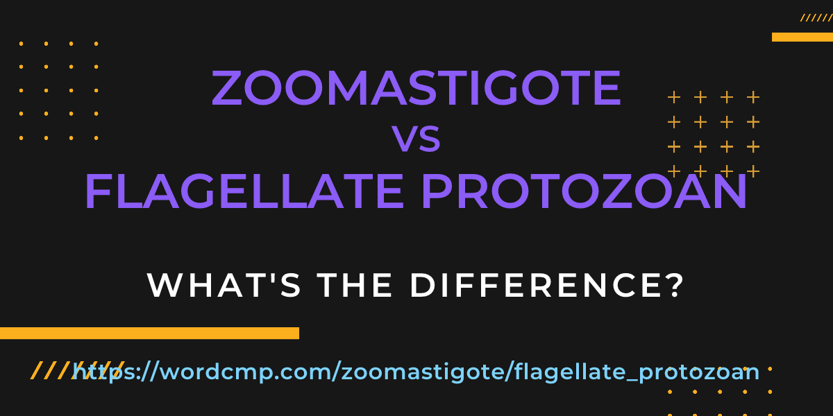 Difference between zoomastigote and flagellate protozoan