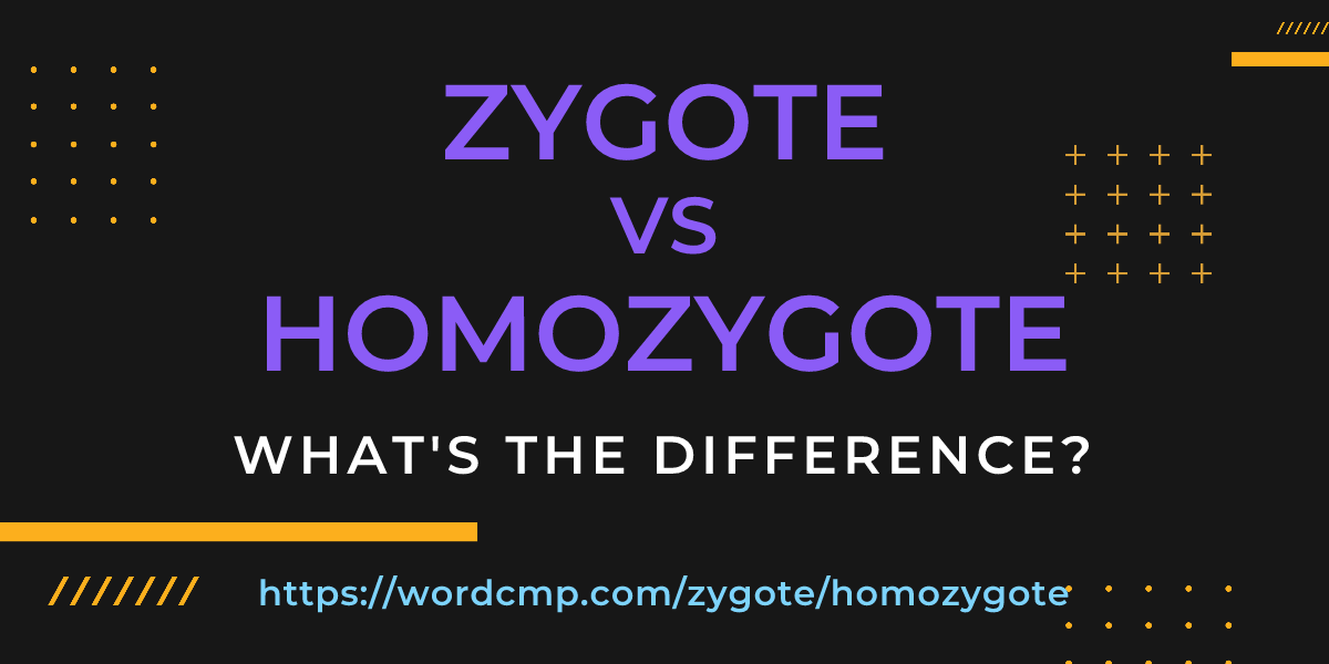 Difference between zygote and homozygote